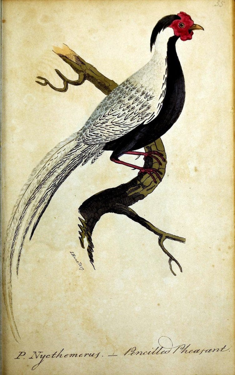 British ornithology :.Norwich :Bacon,1815-22.  | Birds "Great Britain" "Pictorial works"  | Vintage Print Reproduction 464725