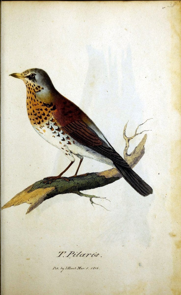 British ornithology :.Norwich :Bacon,1815-22.  | Birds "Great Britain" "Pictorial works"  | Vintage Print Reproduction 464727