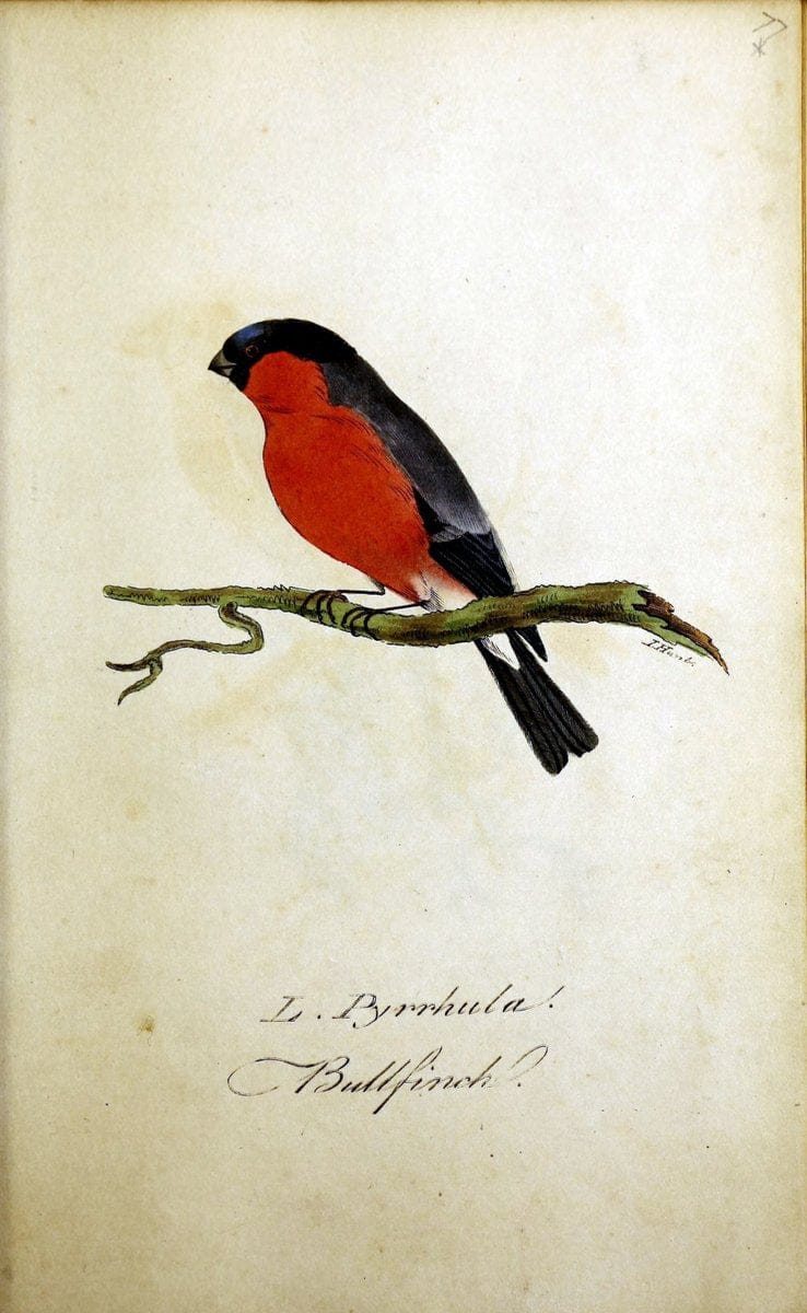 British ornithology :.Norwich :Bacon,1815-22.  | Birds "Great Britain" "Pictorial works"  | Vintage Print Reproduction 464731