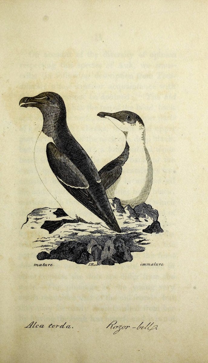 British ornithology :.Norwich :Bacon,1815-22.  | Birds "Great Britain" "Pictorial works"  | Vintage Print Reproduction 464732