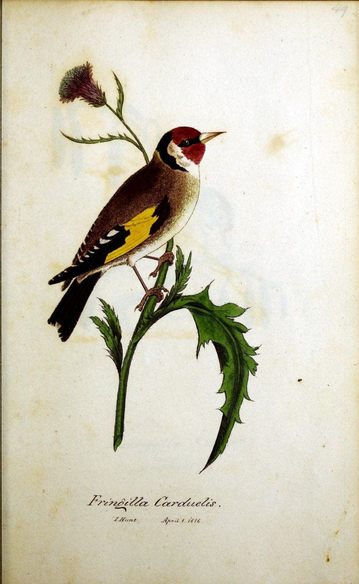 British ornithology :.Norwich :Bacon,1815-22.  | Birds "Great Britain" "Pictorial works"  | Vintage Print Reproduction 464736