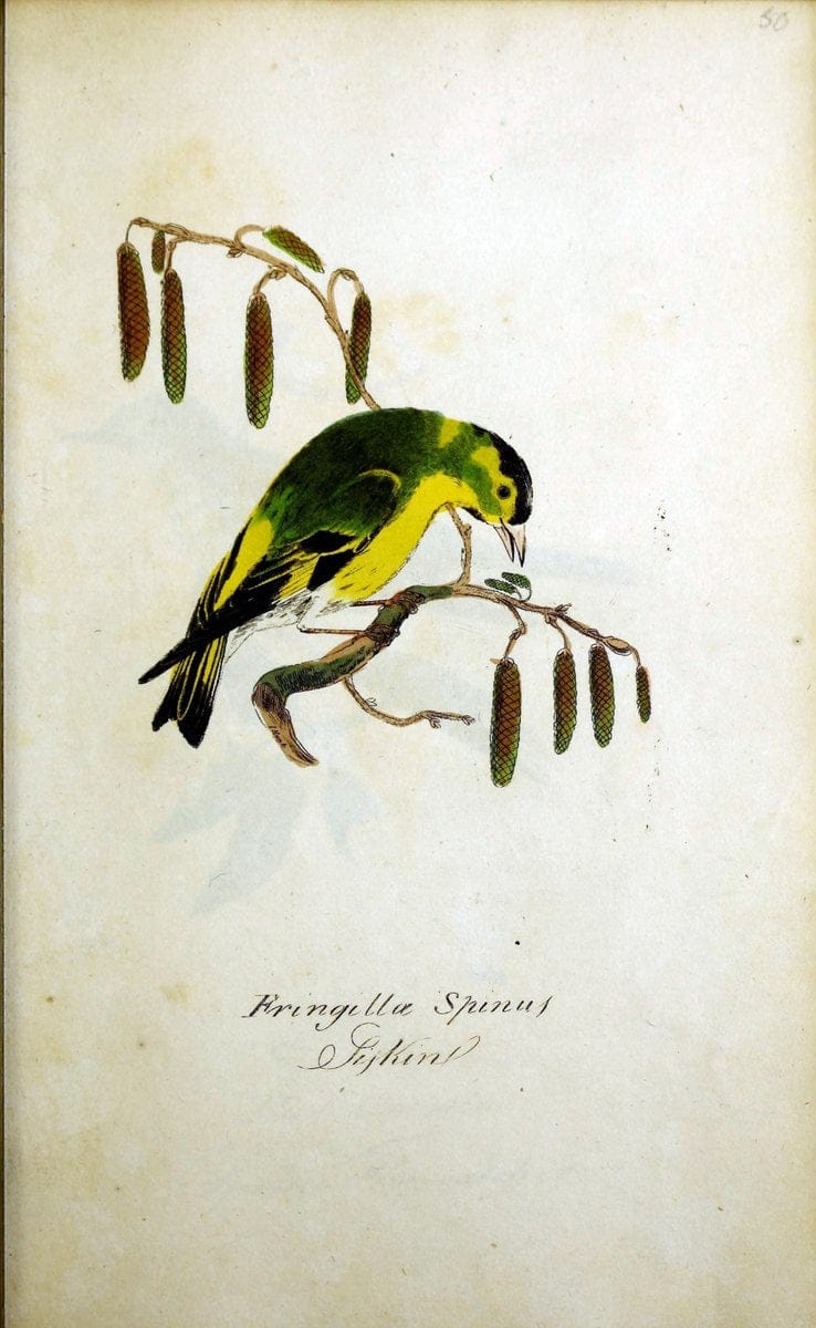 British ornithology :.Norwich :Bacon,1815-22.  | Birds "Great Britain" "Pictorial works"  | Vintage Print Reproduction 464737
