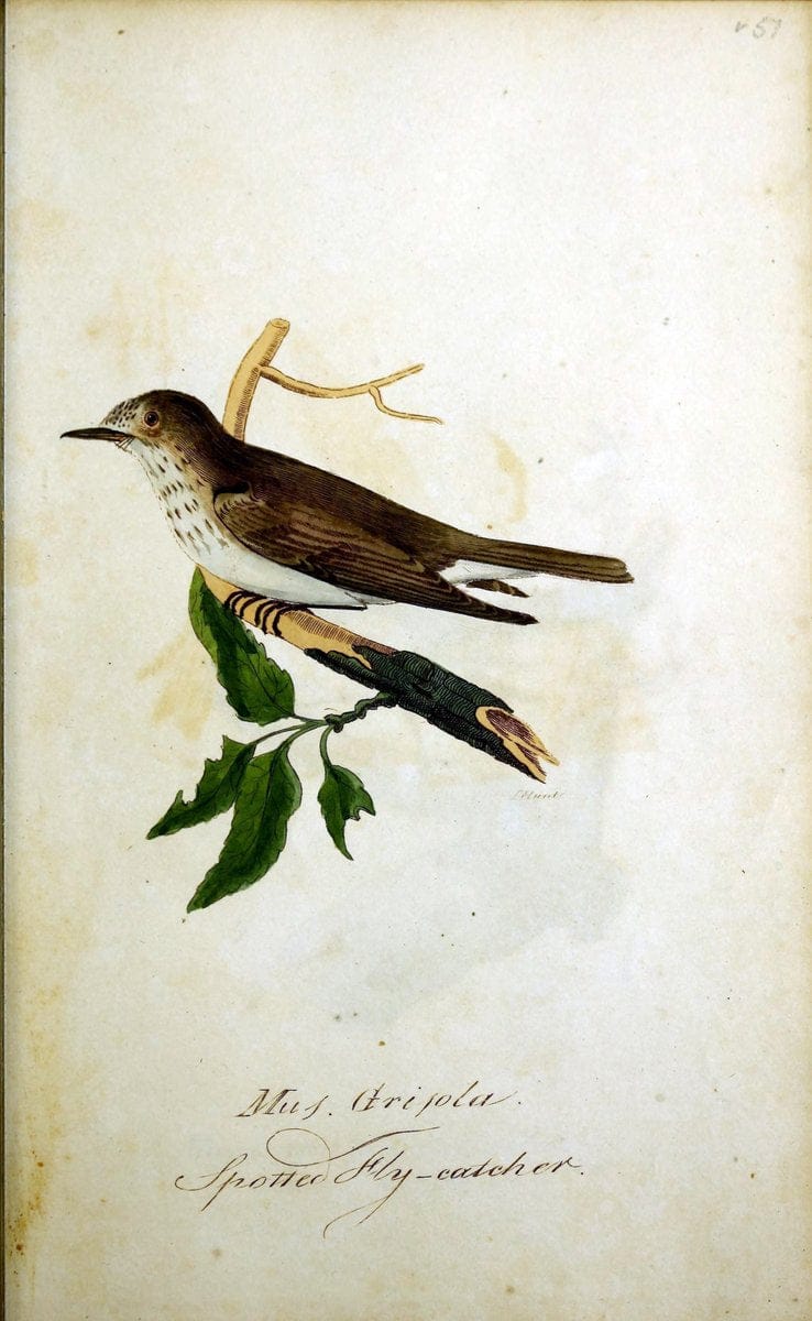 British ornithology :.Norwich :Bacon,1815-22.  | Birds "Great Britain" "Pictorial works"  | Vintage Print Reproduction 464738