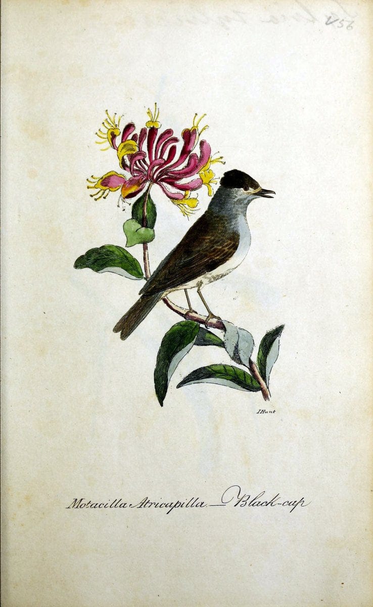 British ornithology :.Norwich :Bacon,1815-22.  | Birds "Great Britain" "Pictorial works"  | Vintage Print Reproduction 464741