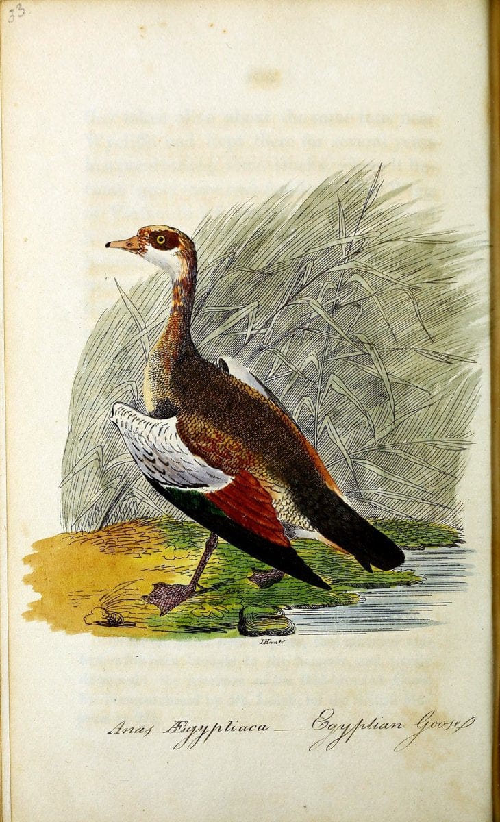 British ornithology :.Norwich :Bacon,1815-22.  | Birds "Great Britain" "Pictorial works"  | Vintage Print Reproduction 464742