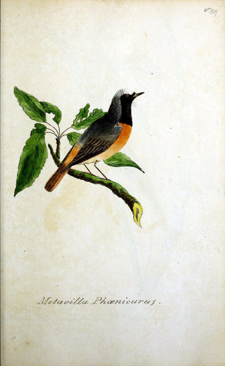 British ornithology :.Norwich :Bacon,1815-22.  | Birds "Great Britain" "Pictorial works"  | Vintage Print Reproduction 464744