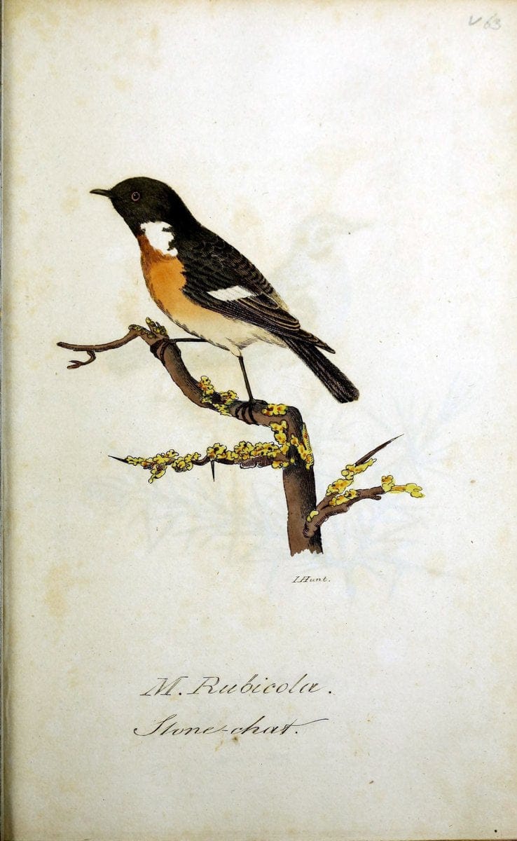 British ornithology :.Norwich :Bacon,1815-22.  | Birds "Great Britain" "Pictorial works"  | Vintage Print Reproduction 464747