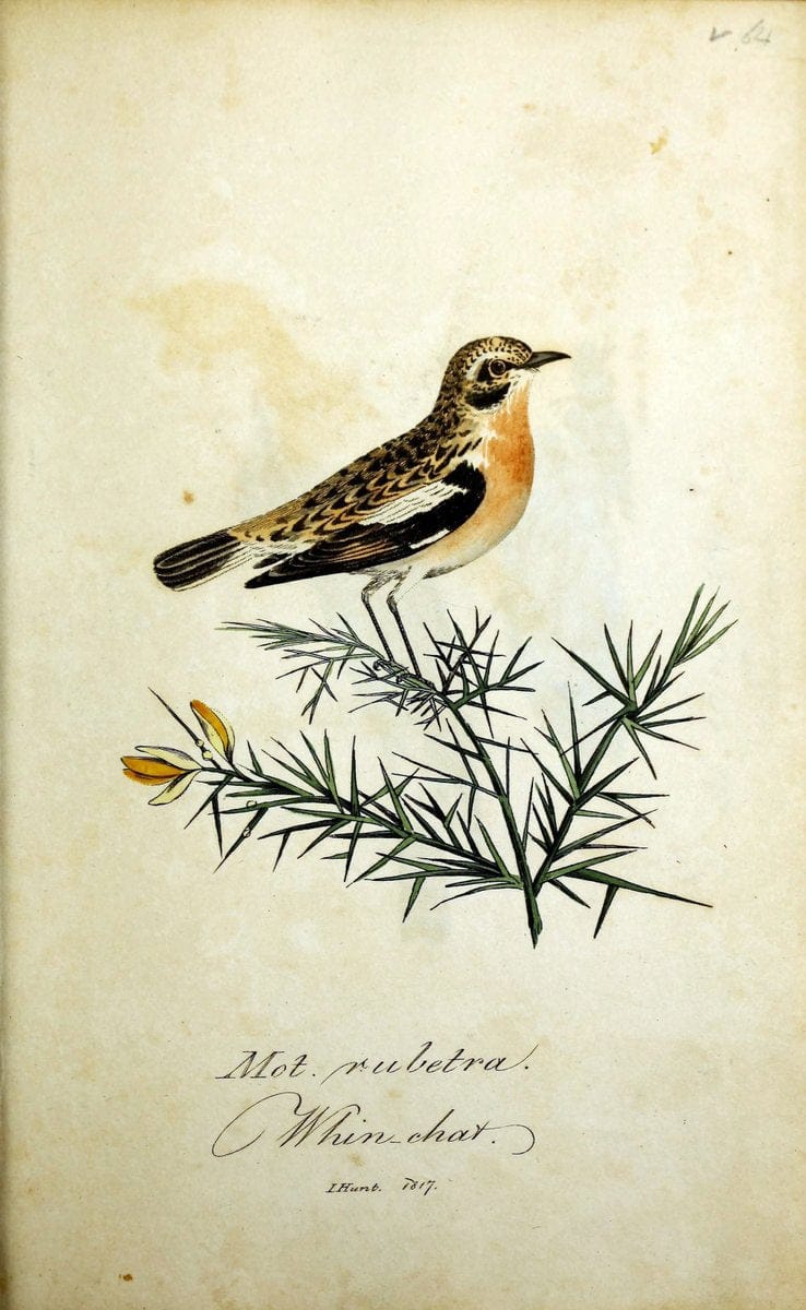 British ornithology :.Norwich :Bacon,1815-22.  | Birds "Great Britain" "Pictorial works"  | Vintage Print Reproduction 464748