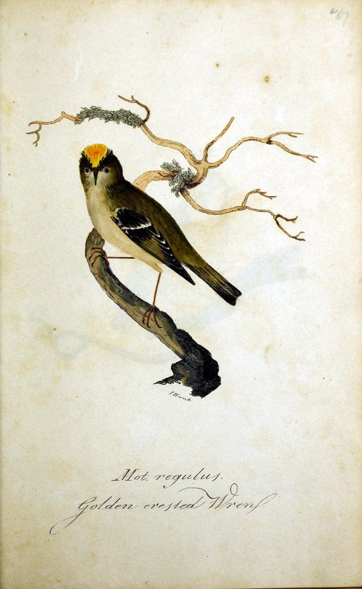 British ornithology :.Norwich :Bacon,1815-22.  | Birds "Great Britain" "Pictorial works"  | Vintage Print Reproduction 464750