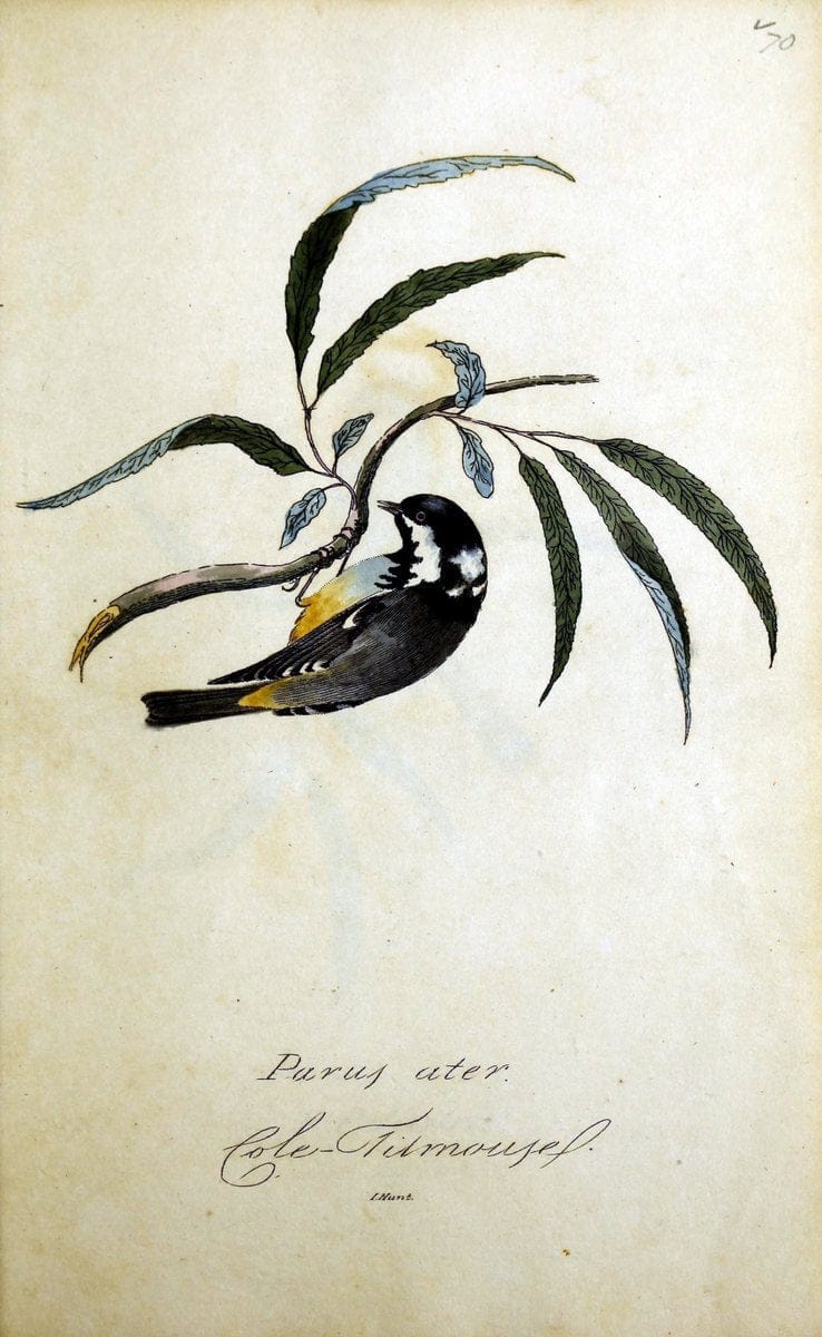 British ornithology :.Norwich :Bacon,1815-22.  | Birds "Great Britain" "Pictorial works"  | Vintage Print Reproduction 464753