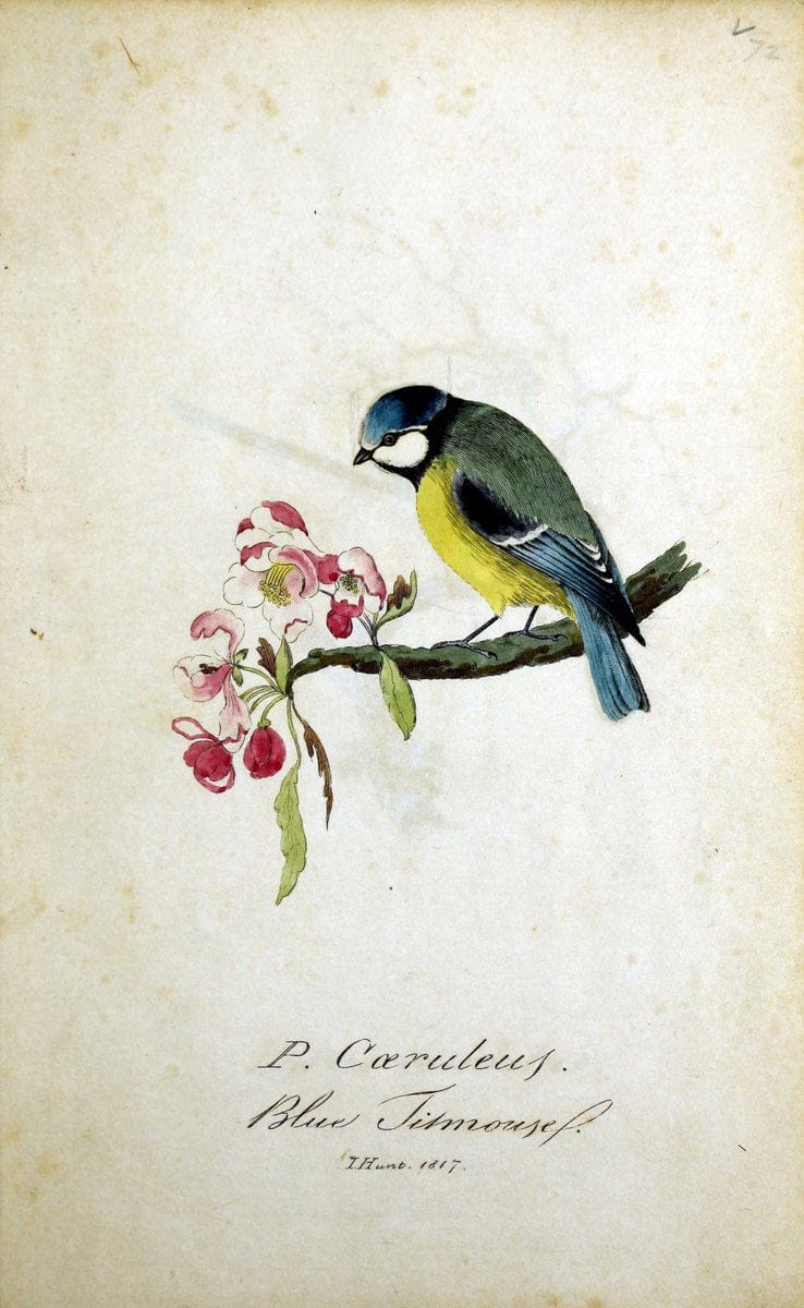 British ornithology :.Norwich :Bacon,1815-22.  | Birds "Great Britain" "Pictorial works"  | Vintage Print Reproduction 464755