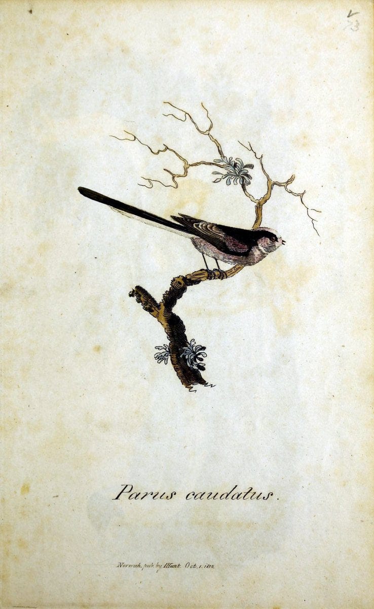 British ornithology :.Norwich :Bacon,1815-22.  | Birds "Great Britain" "Pictorial works"  | Vintage Print Reproduction 464756