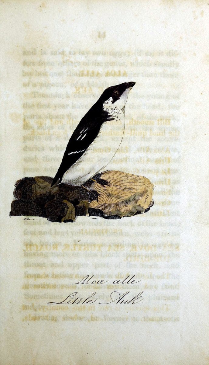 British ornithology :.Norwich :Bacon,1815-22.  | Birds "Great Britain" "Pictorial works"  | Vintage Print Reproduction 464757