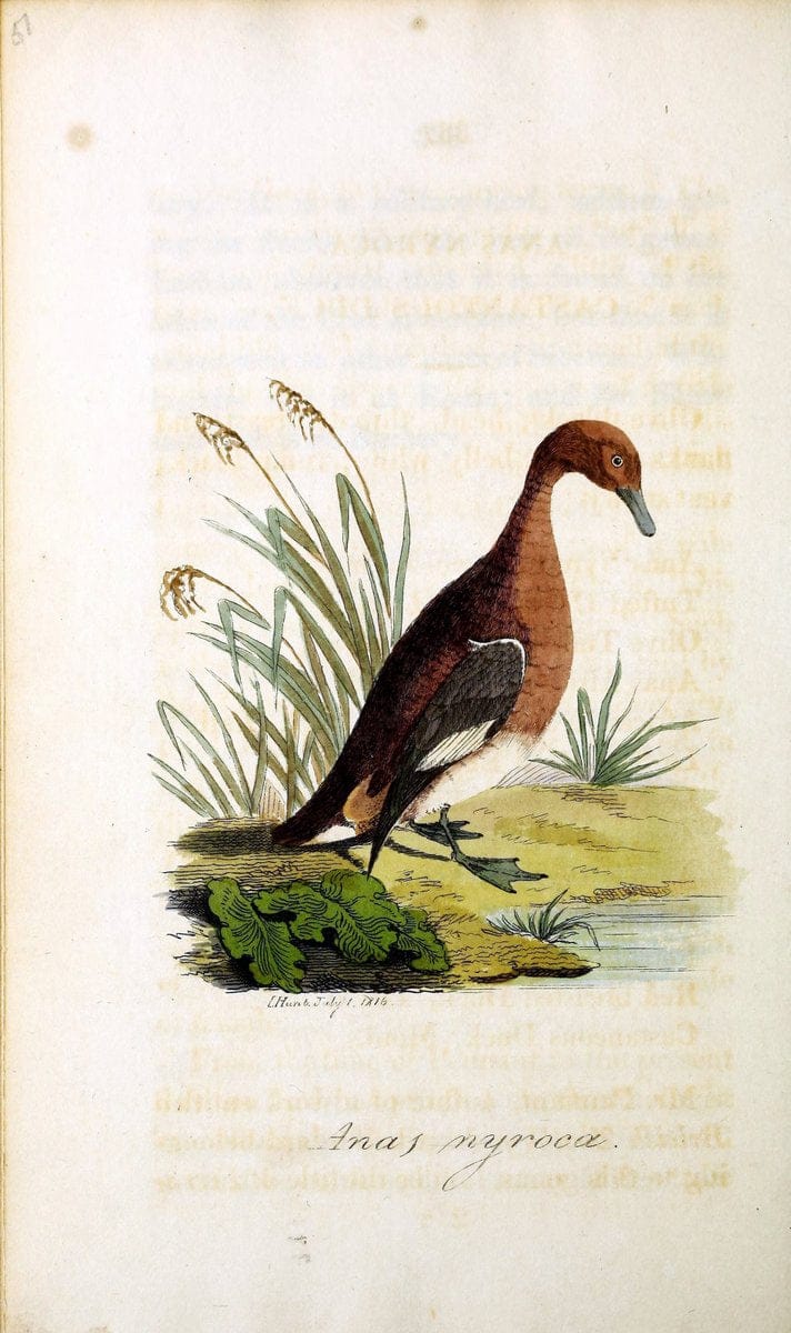 British ornithology :.Norwich :Bacon,1815-22.  | Birds "Great Britain" "Pictorial works"  | Vintage Print Reproduction 464759