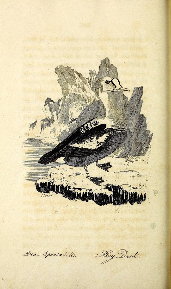 British ornithology :.Norwich :Bacon,1815-22.  | Birds "Great Britain" "Pictorial works"  | Vintage Print Reproduction 464761