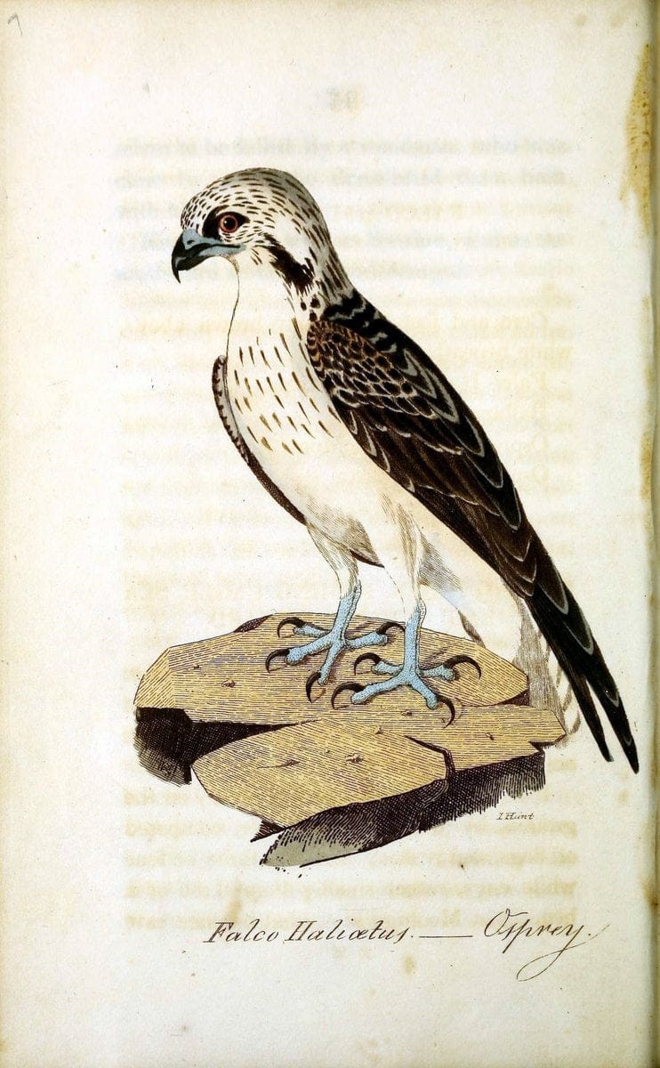 British ornithology :.Norwich :Bacon,1815-22.  | Birds "Great Britain" "Pictorial works"  | Vintage Print Reproduction 464763