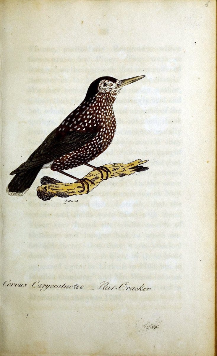 British ornithology :.Norwich :Bacon,1815-22.  | Birds "Great Britain" "Pictorial works"  | Vintage Print Reproduction 464765