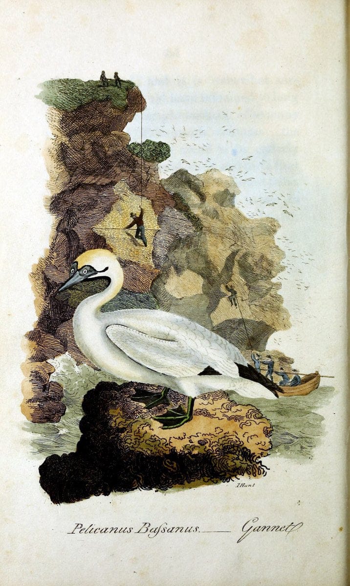 British ornithology :.Norwich :Bacon,1815-22.  | Birds "Great Britain" "Pictorial works"  | Vintage Print Reproduction 464766