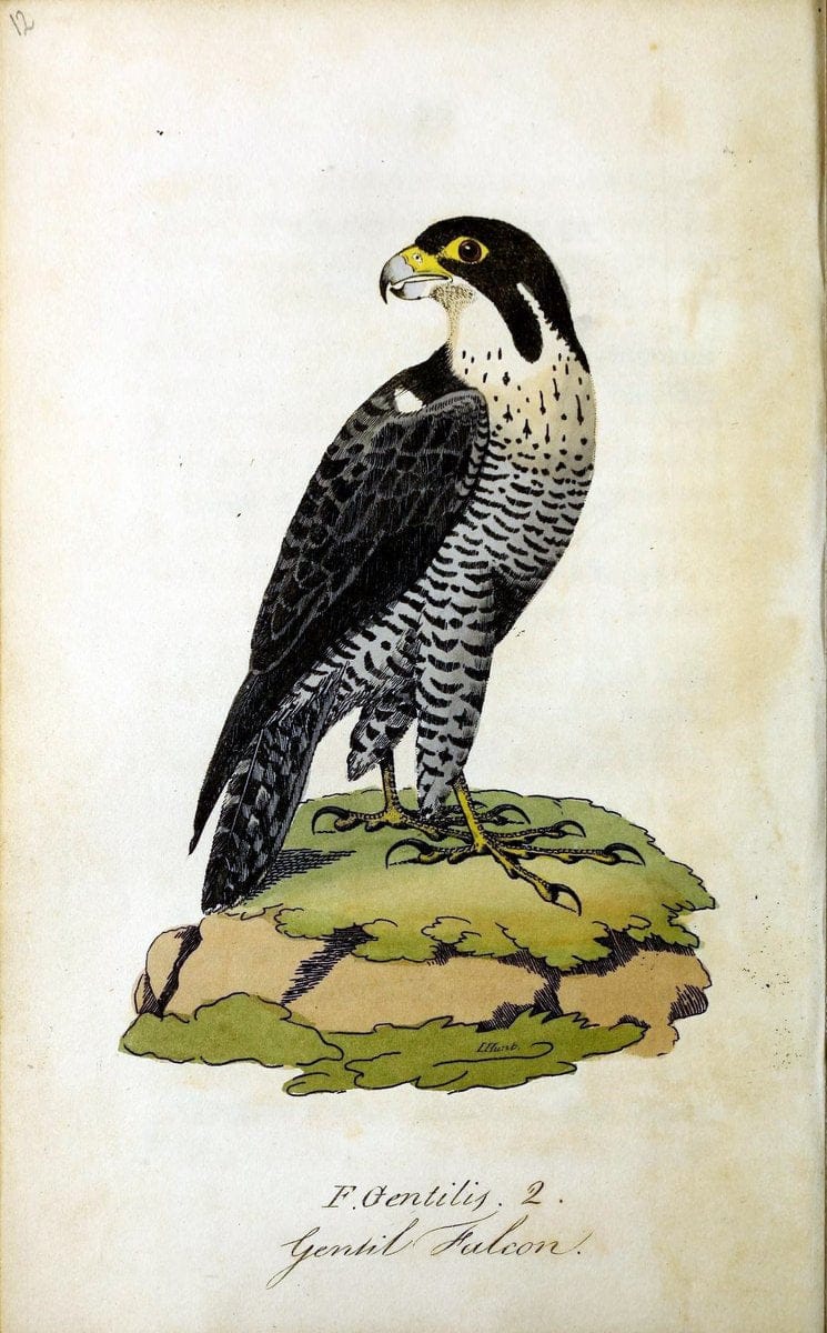 British ornithology :.Norwich :Bacon,1815-22.  | Birds "Great Britain" "Pictorial works"  | Vintage Print Reproduction 464767