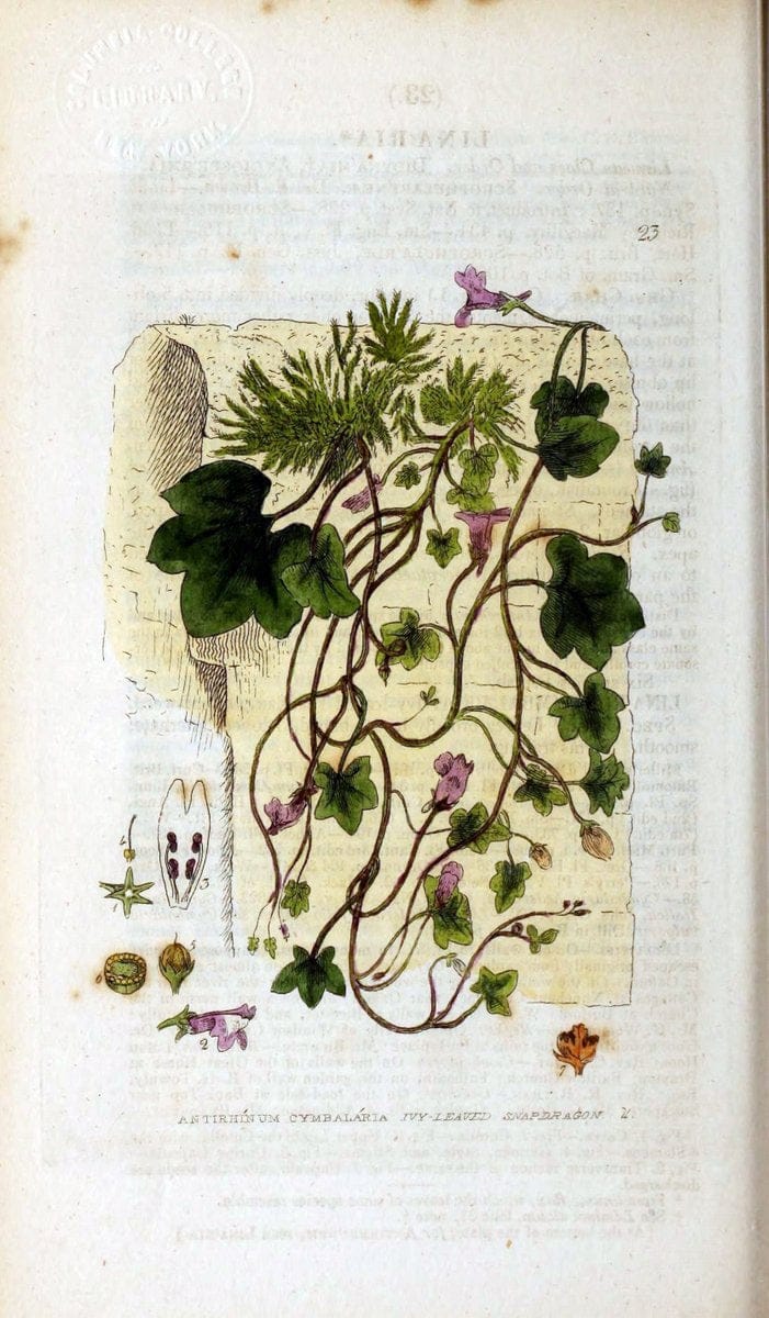British phaenogamous botany,.Oxford,Published by the author, sold by J.H. Parker [etc.]1834-43.  | Vintage Print Reproduction 464772