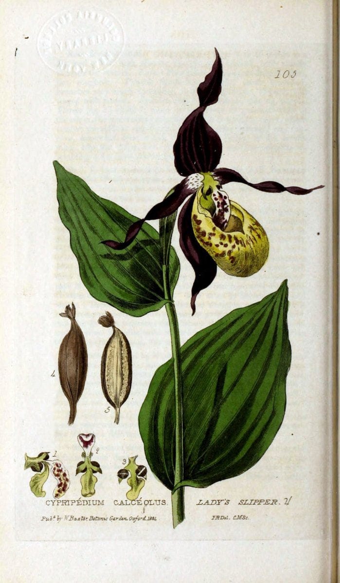 British phaenogamous botany,.Oxford,Published by the author, sold by J.H. Parker [etc.]1834-43.  | Vintage Print Reproduction 464774