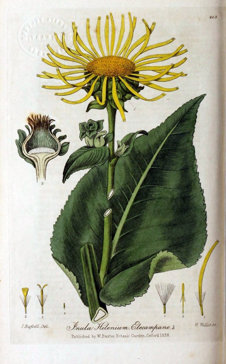 British phaenogamous botany,.Oxford,Published by the author, sold by J.H. Parker [etc.]1834-43.  | Vintage Print Reproduction 464776