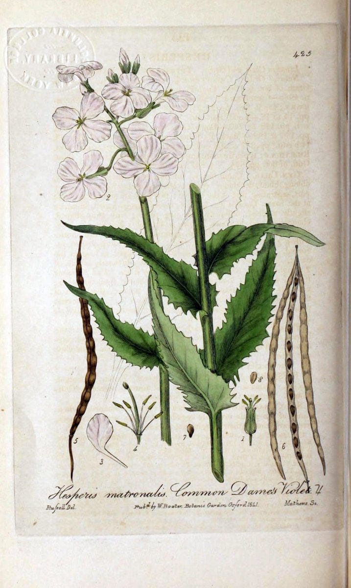 British phaenogamous botany,.Oxford,Published by the author, sold by J.H. Parker [etc.]1834-43.  | Vintage Print Reproduction 464778
