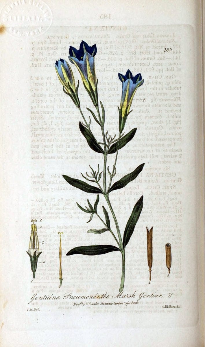 British phaenogamous botany,.Oxford,Published by the author, sold by J.H. Parker [etc.]1834-43.  | Vintage Print Reproduction 464781