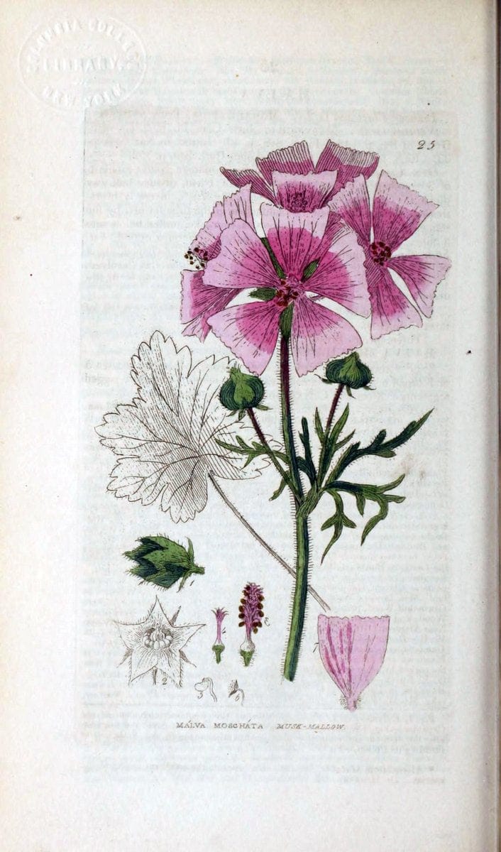 British phaenogamous botany,.Oxford,Published by the author, sold by J.H. Parker [etc.]1834-43.  | Vintage Print Reproduction 464783