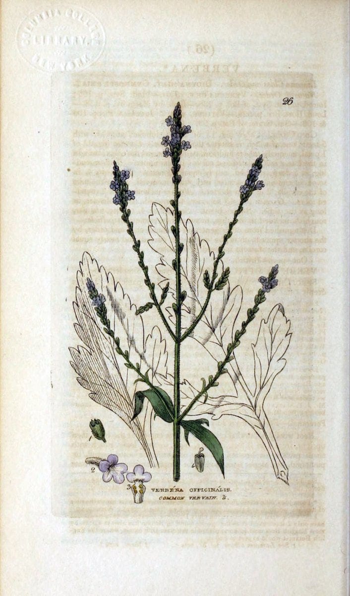 British phaenogamous botany,.Oxford,Published by the author, sold by J.H. Parker [etc.]1834-43.  | Vintage Print Reproduction 464785