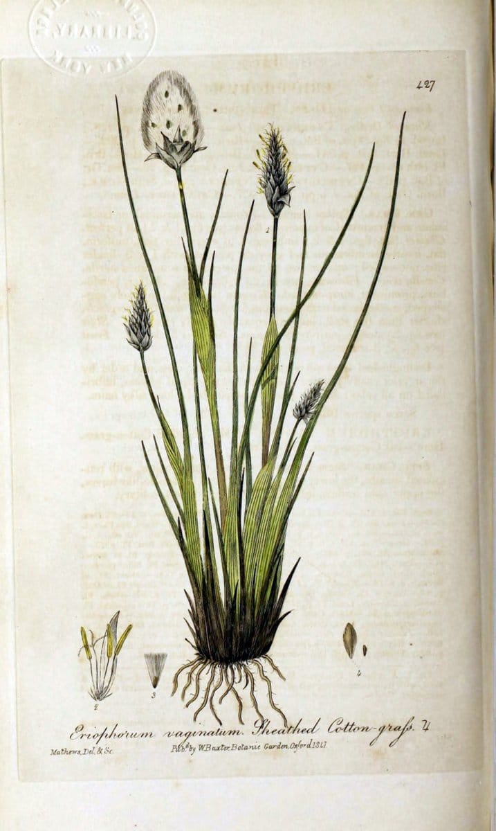British phaenogamous botany,.Oxford,Published by the author, sold by J.H. Parker [etc.]1834-43.  | Vintage Print Reproduction 464787