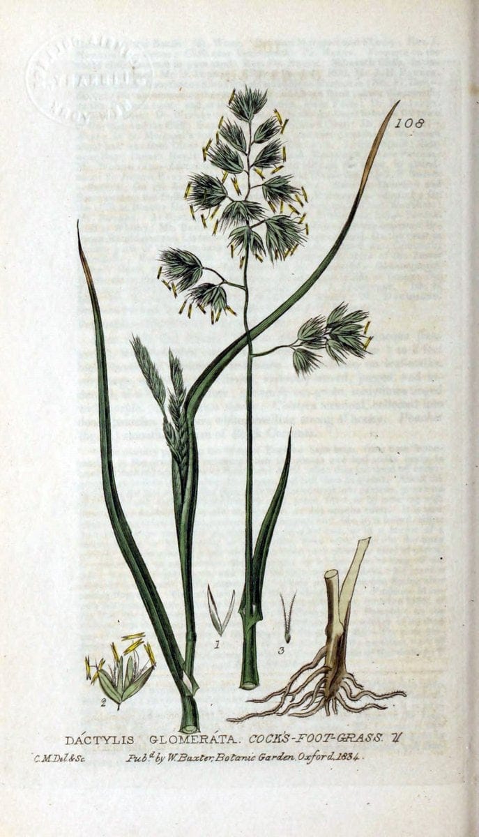 British phaenogamous botany,.Oxford,Published by the author, sold by J.H. Parker [etc.]1834-43.  | Vintage Print Reproduction 464789