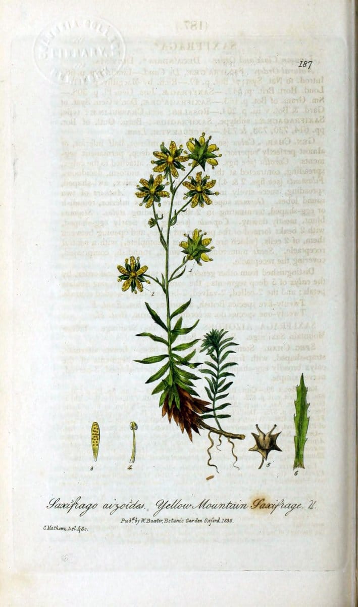 British phaenogamous botany,.Oxford,Published by the author, sold by J.H. Parker [etc.]1834-43.  | Vintage Print Reproduction 464790
