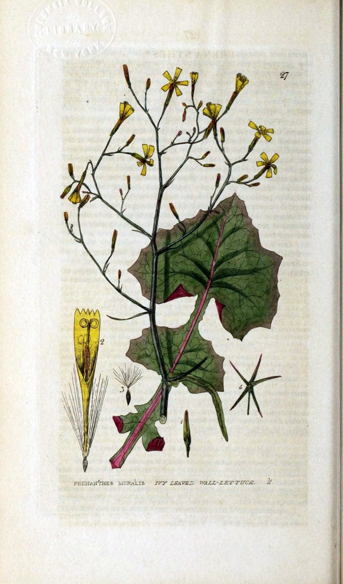 British phaenogamous botany,.Oxford,Published by the author, sold by J.H. Parker [etc.]1834-43.  | Vintage Print Reproduction 464792