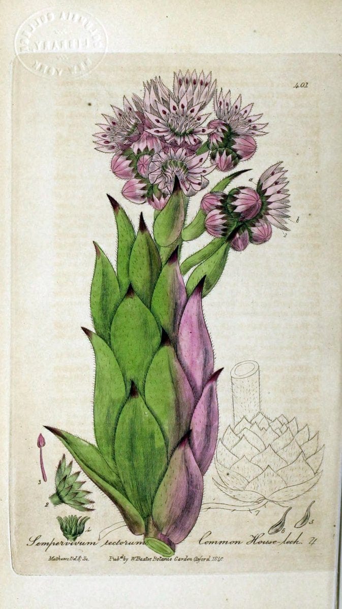 British phaenogamous botany,.Oxford,Published by the author, sold by J.H. Parker [etc.]1834-43.  | Vintage Print Reproduction 464794