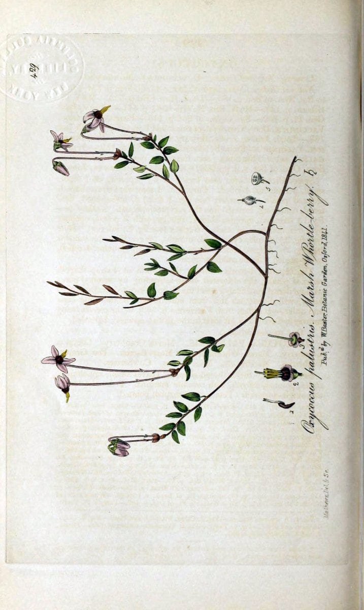 British phaenogamous botany,.Oxford,Published by the author, sold by J.H. Parker [etc.]1834-43.  | Vintage Print Reproduction 464798