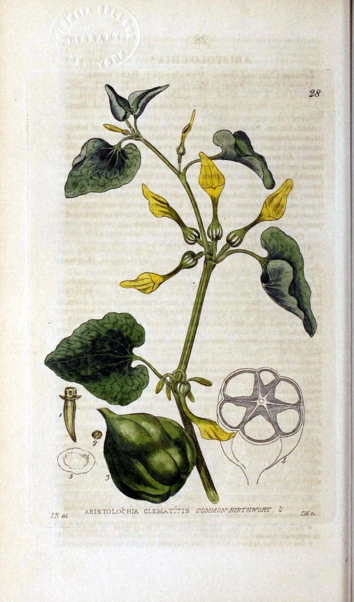 British phaenogamous botany,.Oxford,Published by the author, sold by J.H. Parker [etc.]1834-43.  | Vintage Print Reproduction 464799
