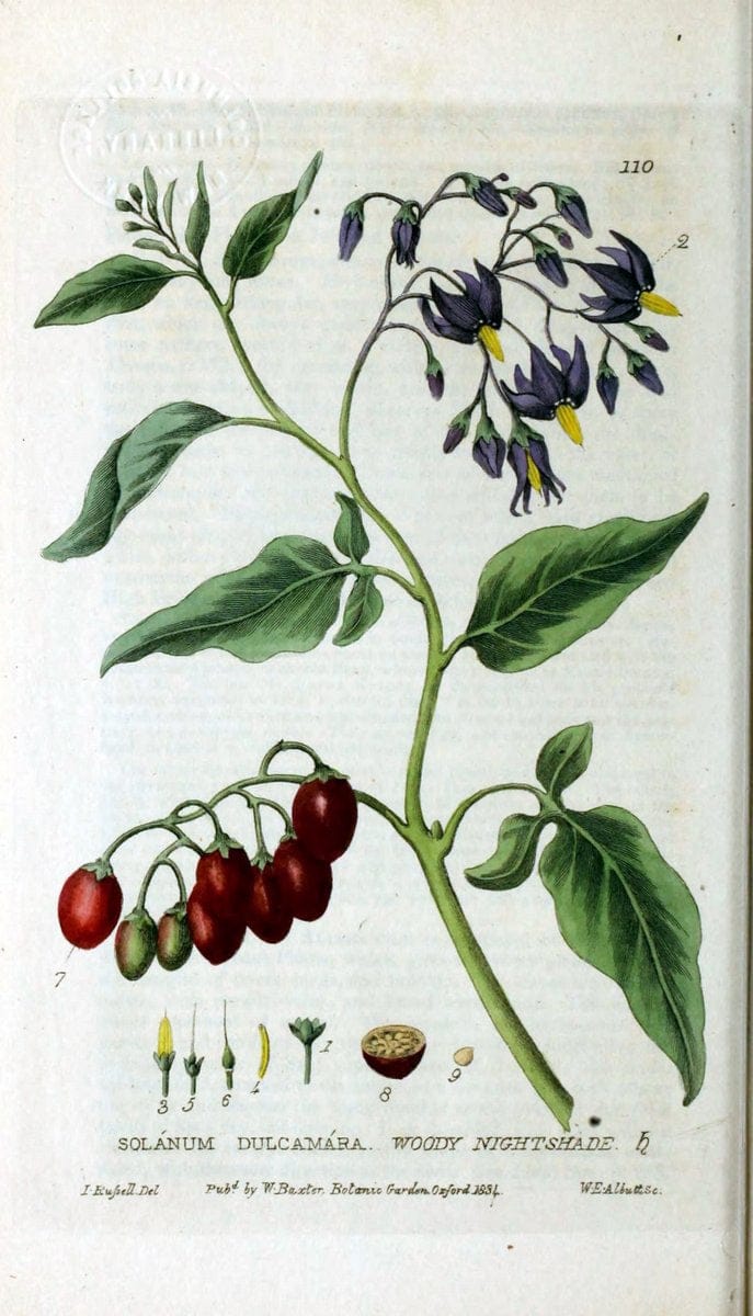 British phaenogamous botany,.Oxford,Published by the author, sold by J.H. Parker [etc.]1834-43.  | Vintage Print Reproduction 464801