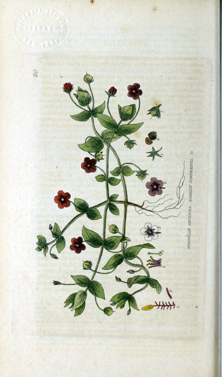 British phaenogamous botany,.Oxford,Published by the author, sold by J.H. Parker [etc.]1834-43.  | Vintage Print Reproduction 464802