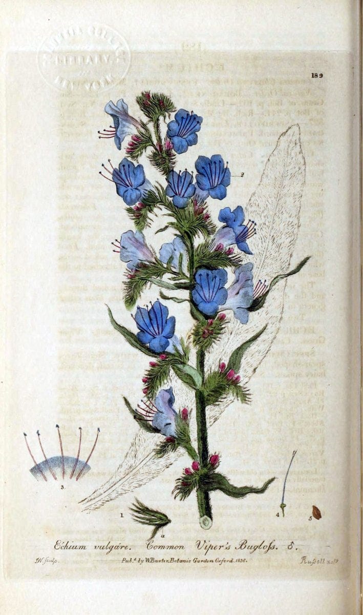 British phaenogamous botany,.Oxford,Published by the author, sold by J.H. Parker [etc.]1834-43.  | Vintage Print Reproduction 464803