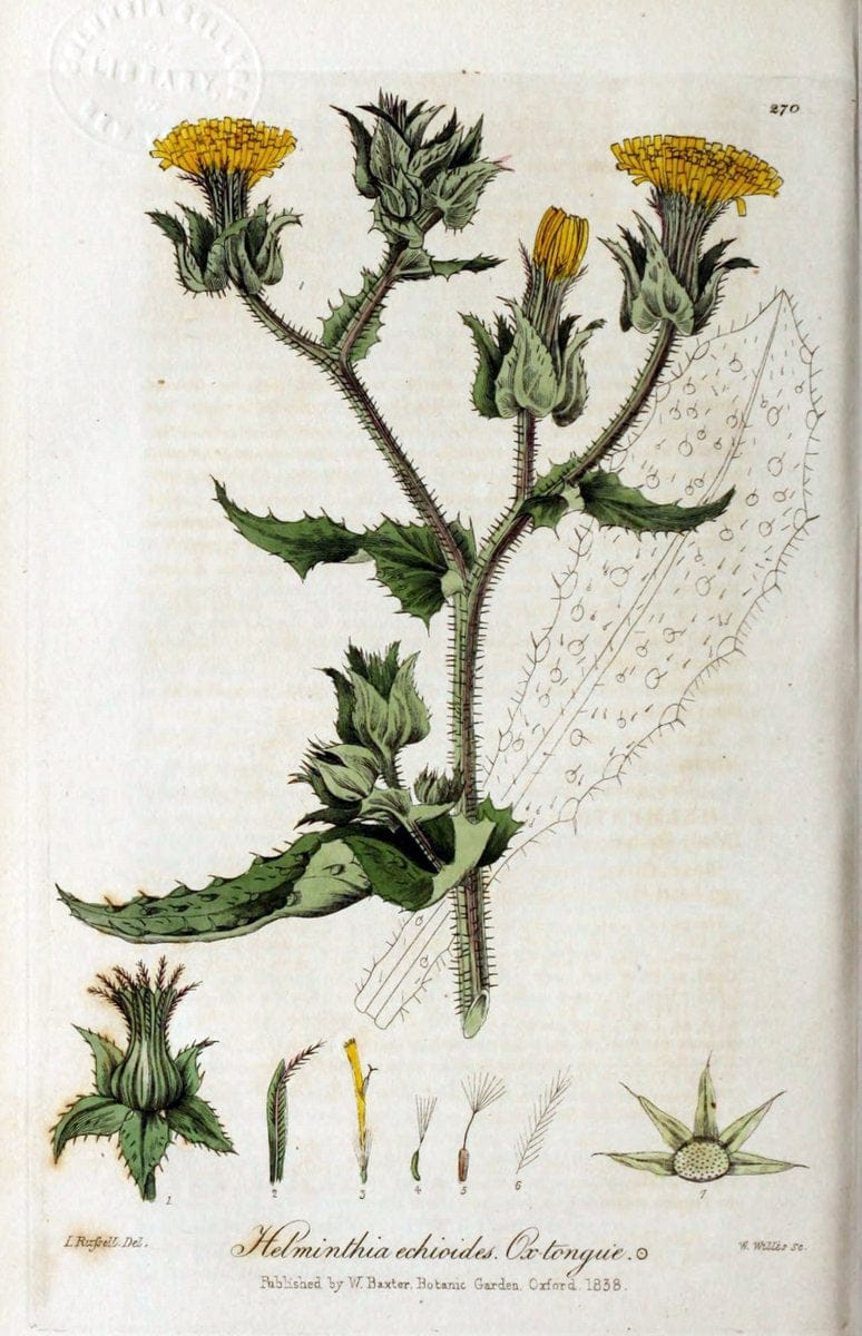 British phaenogamous botany,.Oxford,Published by the author, sold by J.H. Parker [etc.]1834-43.  | Vintage Print Reproduction 464804