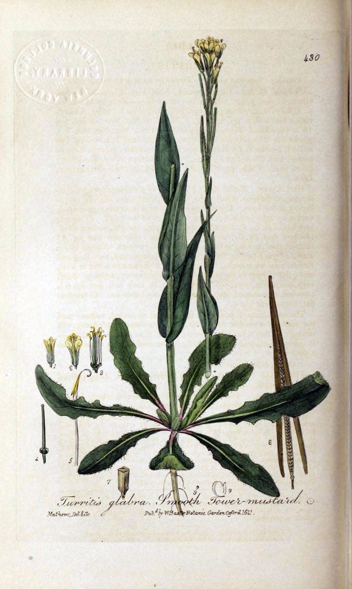 British phaenogamous botany,.Oxford,Published by the author, sold by J.H. Parker [etc.]1834-43.  | Vintage Print Reproduction 464805