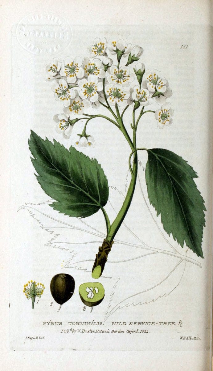 British phaenogamous botany,.Oxford,Published by the author, sold by J.H. Parker [etc.]1834-43.  | Vintage Print Reproduction 464806