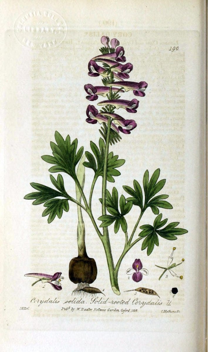 British phaenogamous botany,.Oxford,Published by the author, sold by J.H. Parker [etc.]1834-43.  | Vintage Print Reproduction 464808
