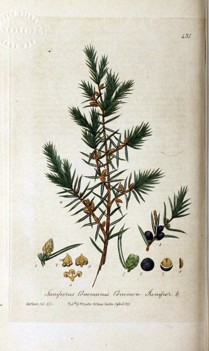 British phaenogamous botany,.Oxford,Published by the author, sold by J.H. Parker [etc.]1834-43.  | Vintage Print Reproduction 464809