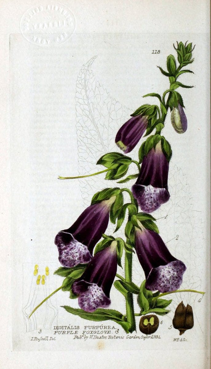 British phaenogamous botany,.Oxford,Published by the author, sold by J.H. Parker [etc.]1834-43.  | Vintage Print Reproduction 464816