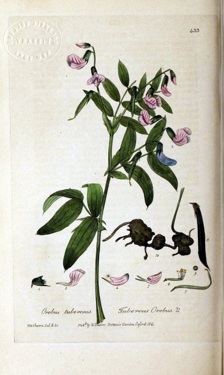 British phaenogamous botany,.Oxford,Published by the author, sold by J.H. Parker [etc.]1834-43.  | Vintage Print Reproduction 464817