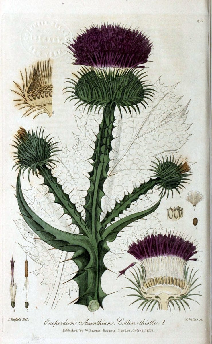 British phaenogamous botany,.Oxford,Published by the author, sold by J.H. Parker [etc.]1834-43.  | Vintage Print Reproduction 464819