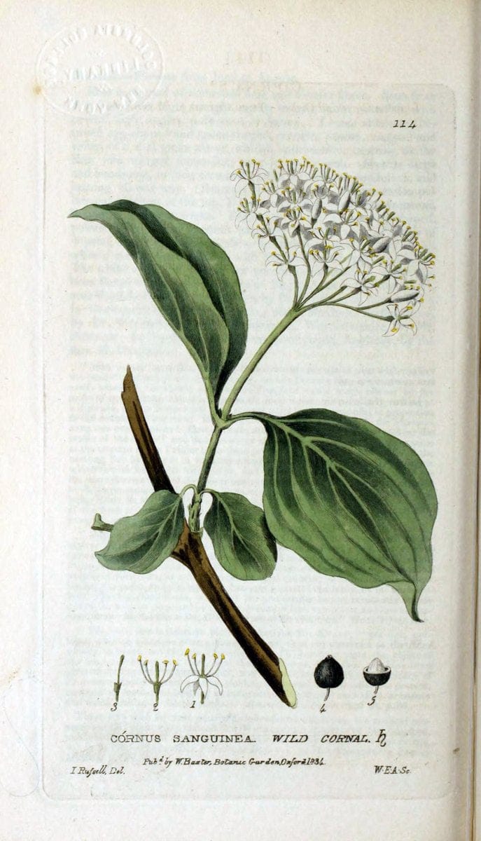 British phaenogamous botany,.Oxford,Published by the author, sold by J.H. Parker [etc.]1834-43.  | Vintage Print Reproduction 464822