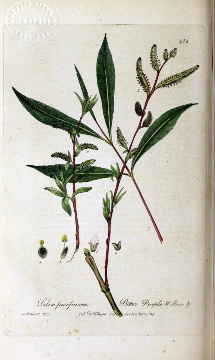 British phaenogamous botany,.Oxford,Published by the author, sold by J.H. Parker [etc.]1834-43.  | Vintage Print Reproduction 464824